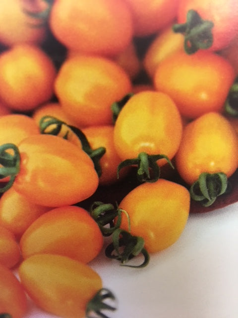 Response F1 Grape Tomato