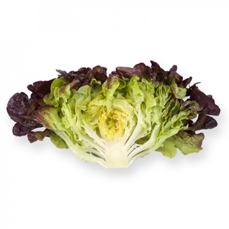 Rouxai F1 Oakleaf Lettuce, pelleted seed