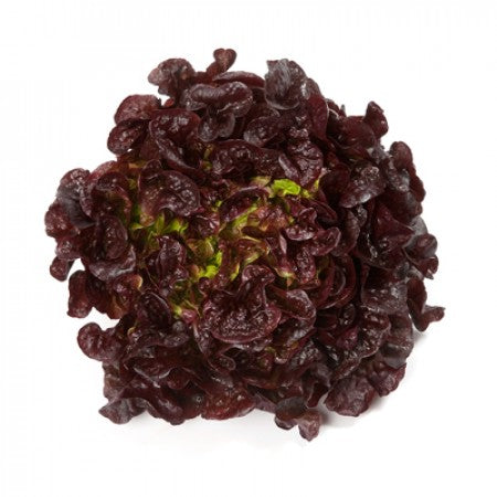 Rouxai F1 Oakleaf Lettuce, pelleted seed