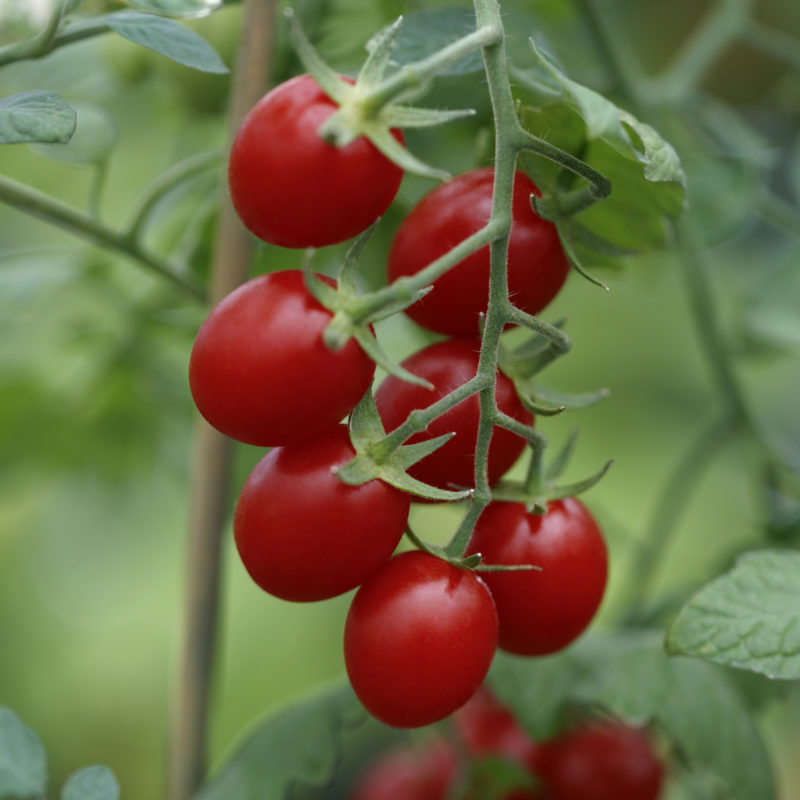 Ruby Crush F1 Cherry Tomato