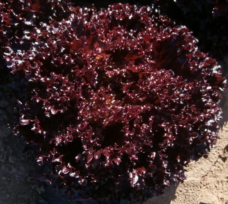 Rubyglace F1  Multileaf Lettuce, pelleted seed