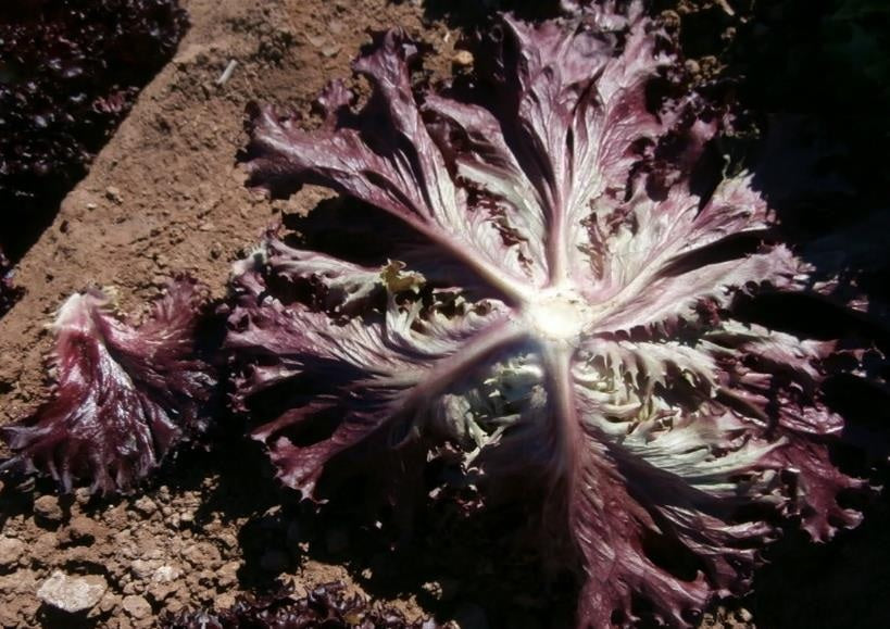 Rubyglace F1  Multileaf Lettuce, pelleted seed