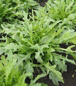 Wild Arugula (Diplotaxis Tenuifolia)