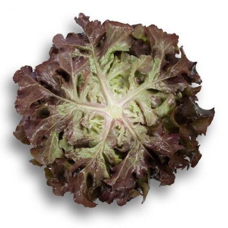 Rutilai F1 Oakleaf Lettuce, pelleted seed (RZ 83-80)