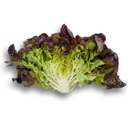 Rutilai F1 Oakleaf Lettuce, pelleted seed (RZ 83-80)