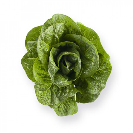 Salvius F1  (41-49) Romaine Lettuce, pelleted seed