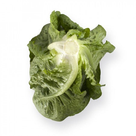 Salvius F1  (41-49) Romaine Lettuce, pelleted seed