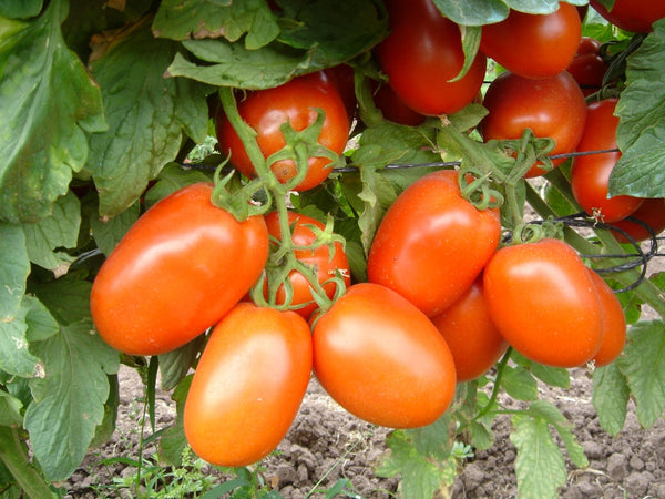 Shanty (TY) Roma Tomato