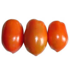 Tomato Shanty (TY)