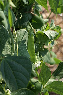 Dwarf Grey Pea