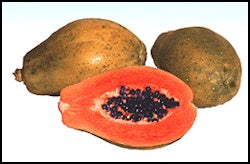 Papaya Original Solo Sunrise