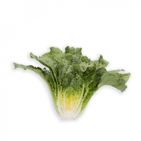 Tacitus F1  (41-200) Romaine Lettuce, pelleted seed