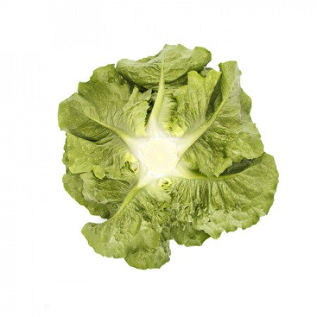 Tacitus F1  (41-200) Romaine Lettuce, pelleted seed