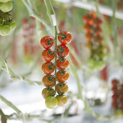 Tastery F1  Cherry Tomato (RZ 72-136)