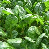 Mustard - Tatsoi