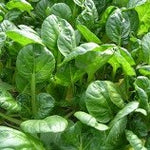 Mustard - Tatsoi