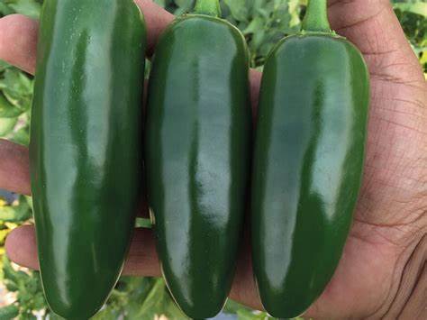 Teniente F1 Jalapeno Pepper