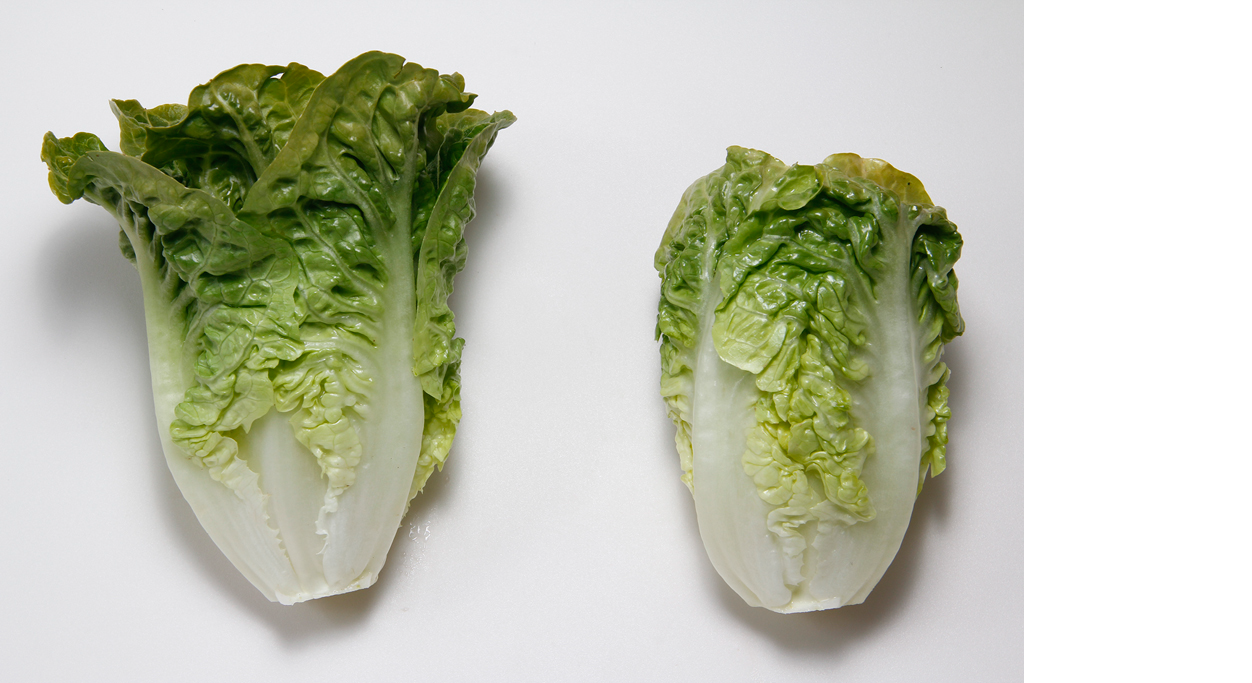 Thinker F1 Romaine Lettuce, pelleted seed