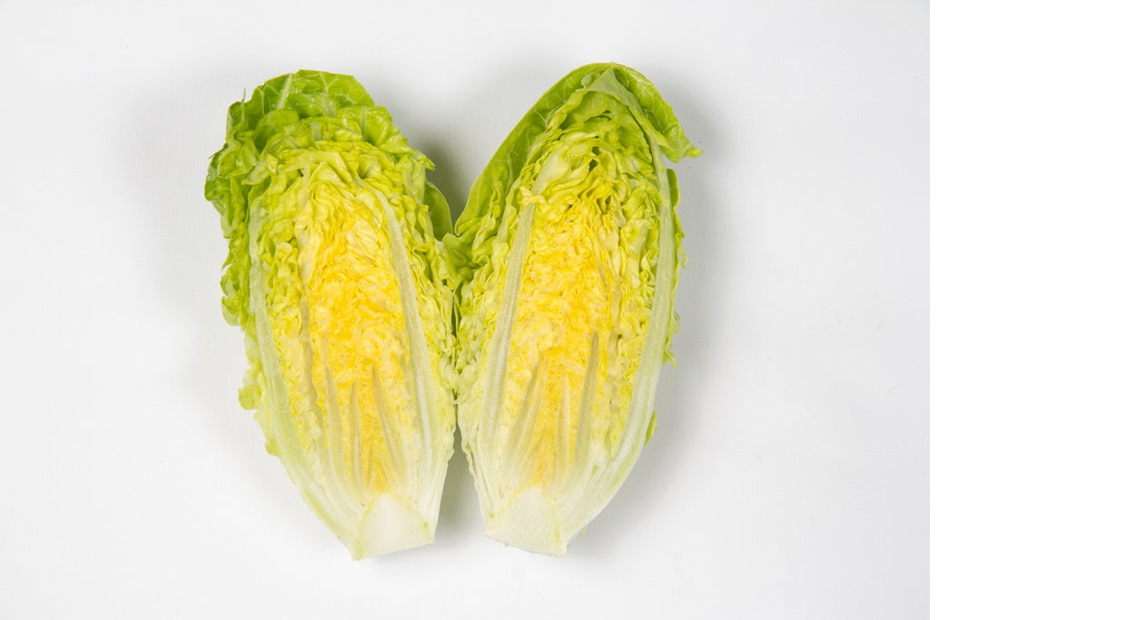 Thinker F1 Romaine Lettuce, pelleted seed