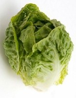 Lettuce Thumper