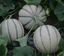 Tirreno Cantaloupe Melon (F1)