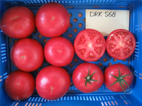 Tomato Tomimaru Muchoo