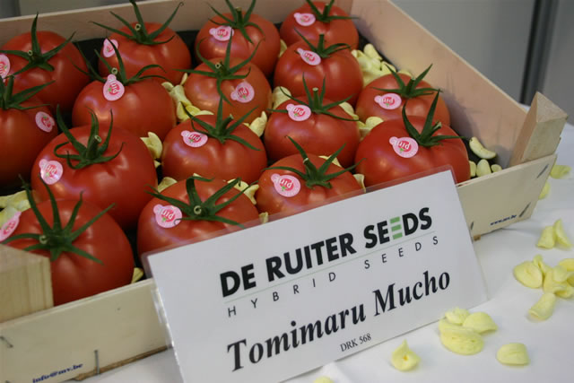 Tomato Tomimaru Muchoo