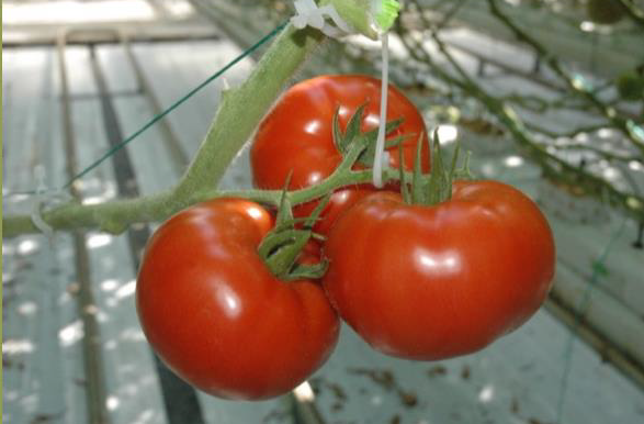 Touche F1 Beefsteak Tomato
