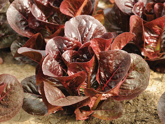 Truchas F1  Mini Lettuce, pelleted seed