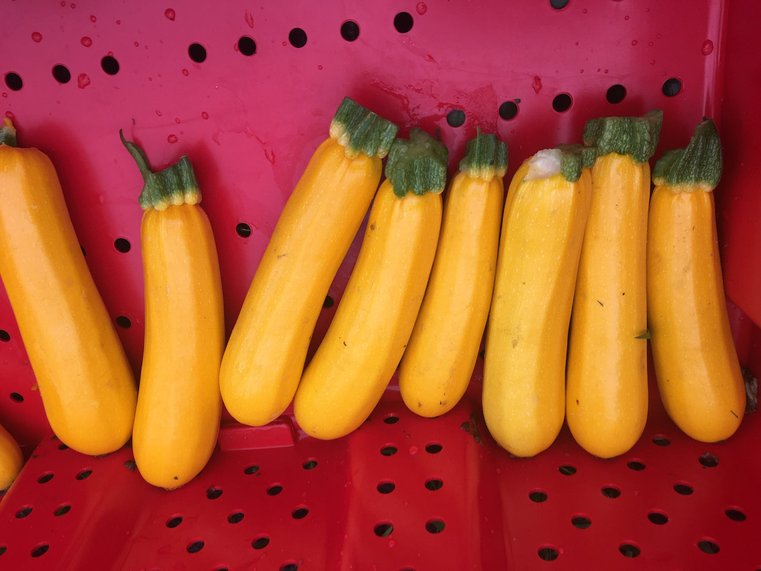 Squash Yellowfin  F1 (Untreated seed)