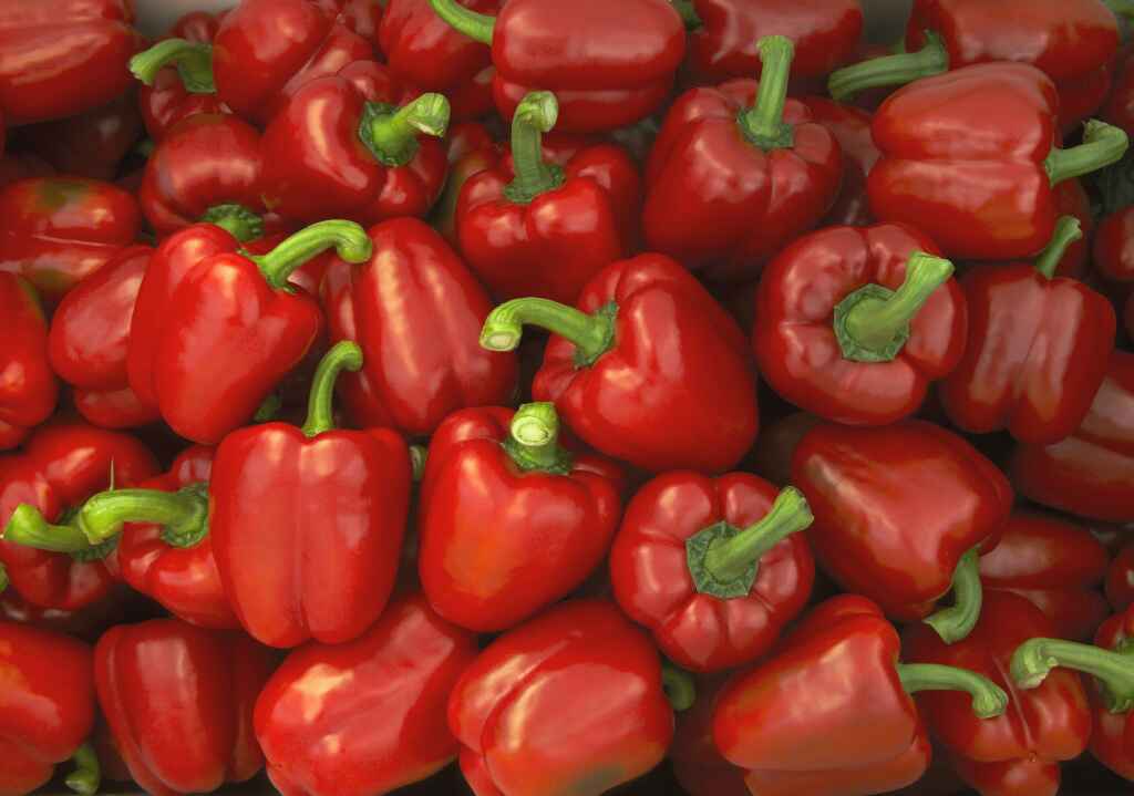 Red Pepper – Paramount Seeds Inc