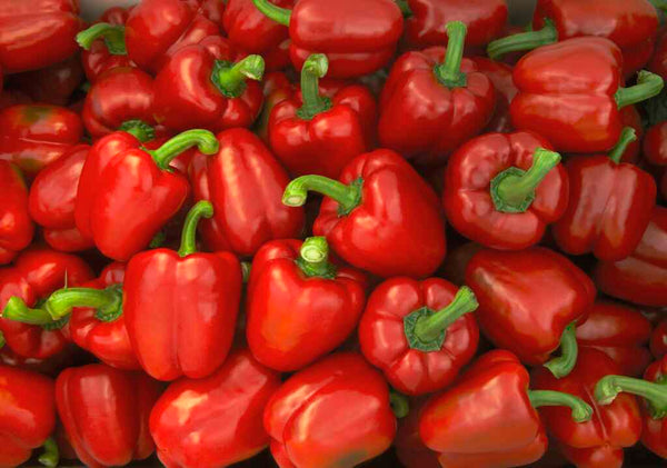 Pepper Zamboni