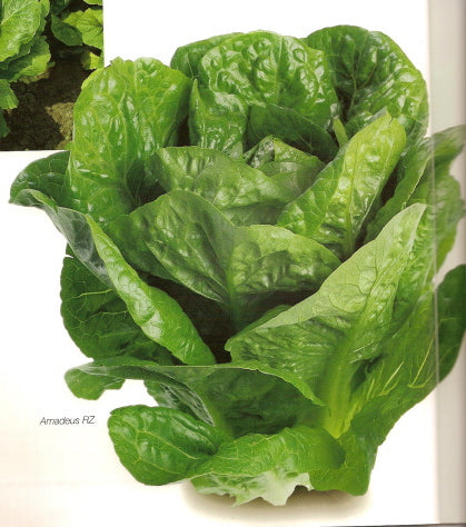 Amadeus F1 Romaine Lettuce, pelleted seed – Paramount Seeds Inc