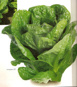 Lettuce  Amadeus