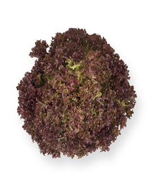 Anthony F1 Lollo Rossa Lettuce, pelleted seed