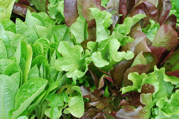 Everwilde Farms Organic Red Oakleaf Lettuce Seeds - 500 Seeds, Mylar Packet, Easy Grow