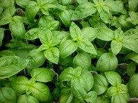Basil - Genovese
