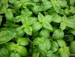 Basil - Genovese