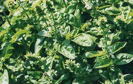 Basil - Large Leaf Italian