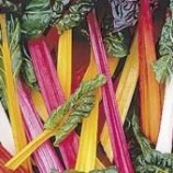 Chard - Rainbow
