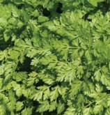 Chervil
