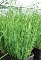 Chives - Standard