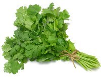 Coriander / Cilantro