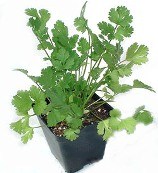 Coriander / Cilantro