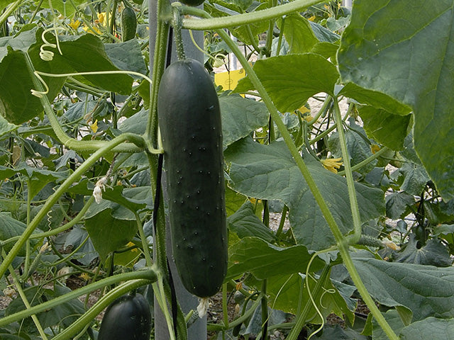 Corinto F1  Slicer Cucumber (Treated seed)