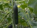 Corinto F1  Slicer Cucumber (Treated seed)