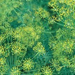 Dill - Bouquet