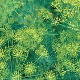 Dill - Bouquet