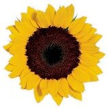 Sunflower Dorit
