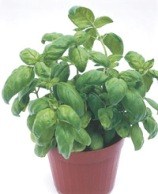 Basil - Genoveser